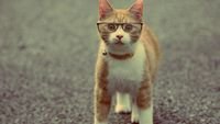pic for Funny Cat Wearing Glasses 